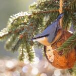 Fylld Kokosnöt 3-hål