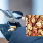 Jordnötter Skalade